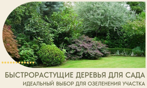 Быстрорастущие деревья для сада идеальный выбор в Якутске