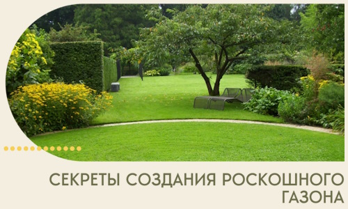 Секреты создания роскошного газона в Якутске